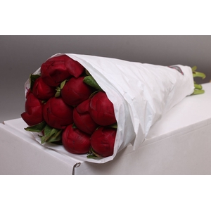 Paeonia Red Charm