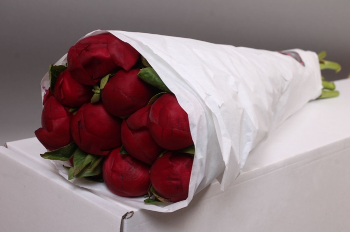 <h4>Paeonia Red Charm</h4>