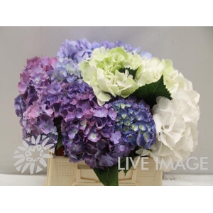 Hydrangea mix in bucket
