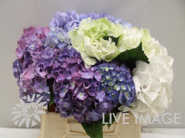 <h4>Hydrangea mix in bucket</h4>