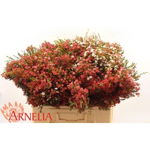 CHAME UN MY SWEET 16