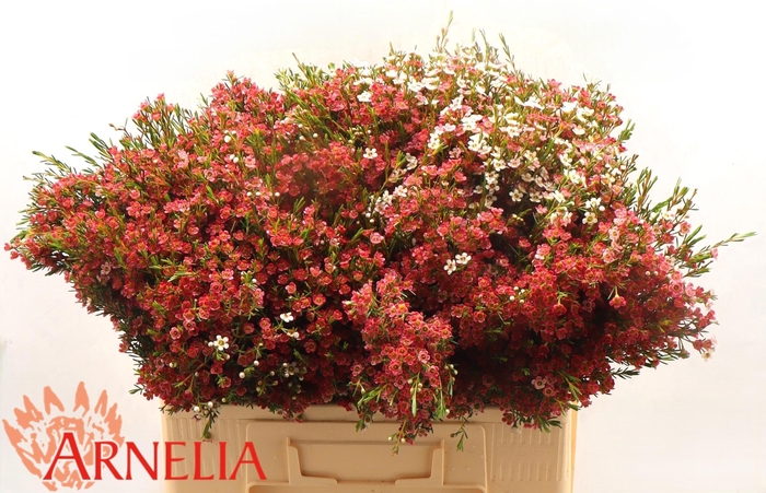 <h4>CHAME UN MY SWEET 16</h4>