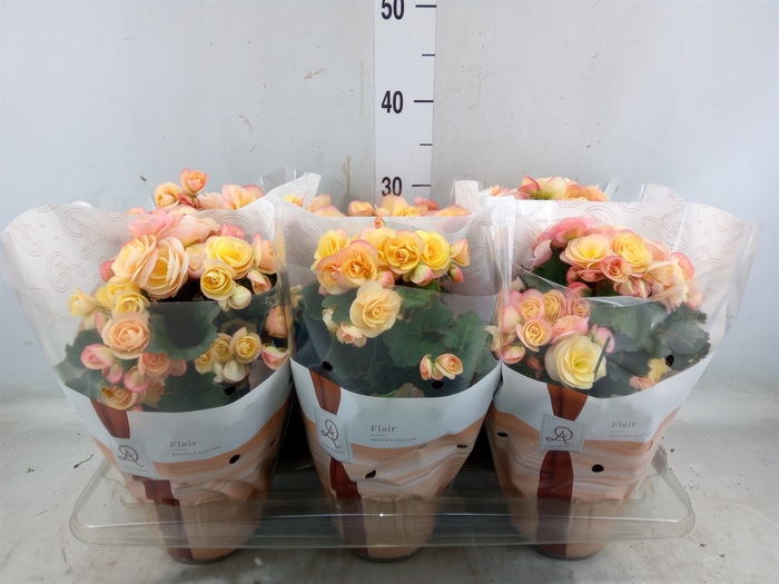 <h4>Begonia elat. DU 'Hailey Sunset'</h4>