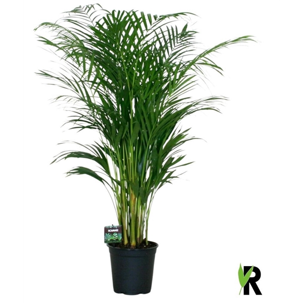 <h4>Dypsis lutescens</h4>