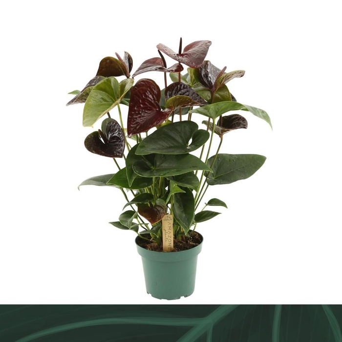 <h4>Anthurium Essencia 14cm</h4>