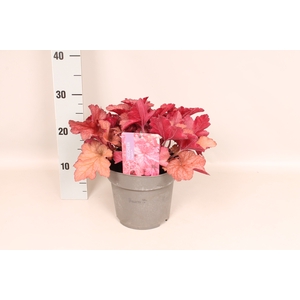 vaste planten 19 cm  Heuchera CoralBerry