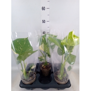 Monstera delic. 'Thai Constellatio'