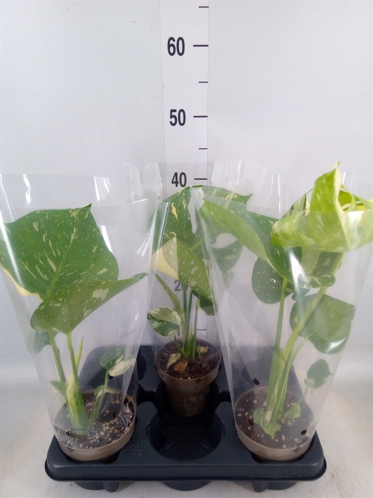 <h4>Monstera delic. 'Thai Constellatio'</h4>