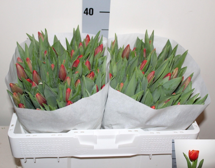 <h4>TU EN VERANDI</h4>