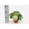 Pilea Peperomioides 12cm Frans etiket