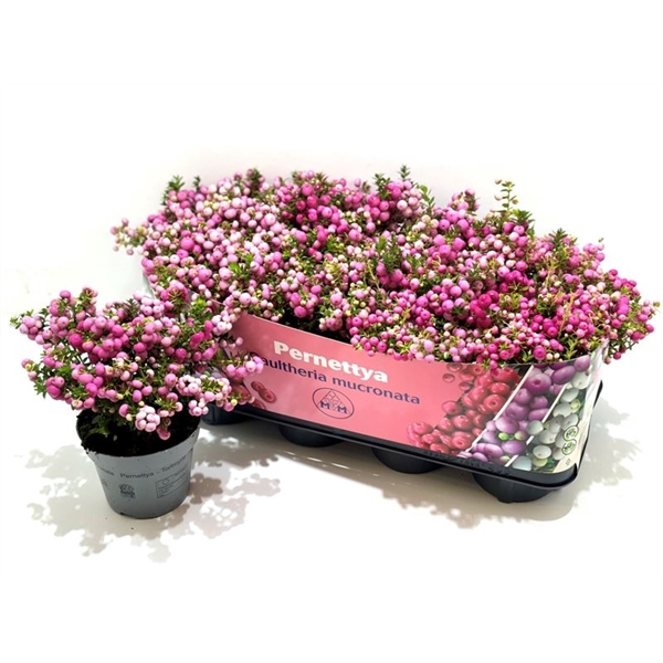 <h4>Gaultheria mucronata Roze</h4>