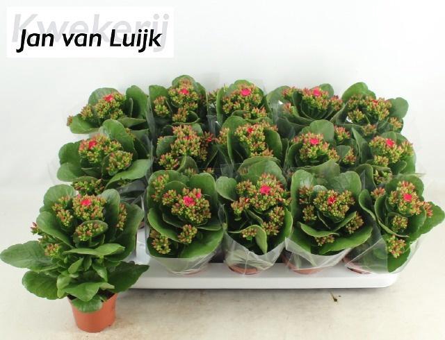 <h4>KAL EN BROMO VIOLET</h4>