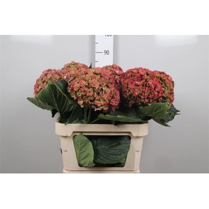 Hydr Cl M Roy Anasta