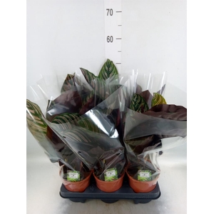 Calathea sanderiana