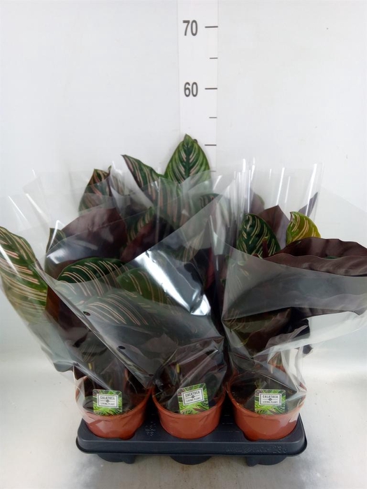 <h4>Calathea sanderiana</h4>