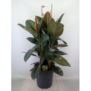 Ficus elastica 'Robusta'