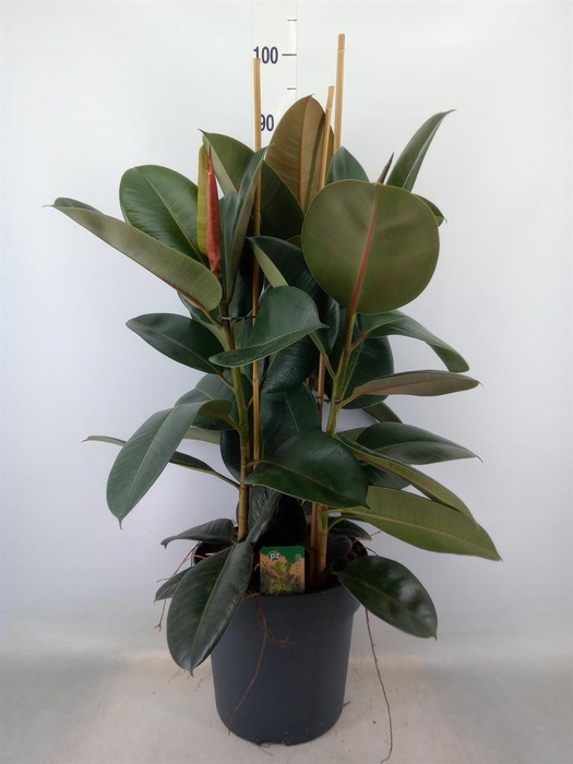<h4>Ficus elastica 'Robusta'</h4>