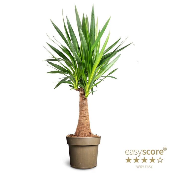 YUCCA ELEPHANTIPES P24 BOTTLE