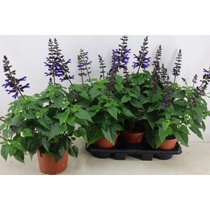 SALVIA LAKE BLUEBERR