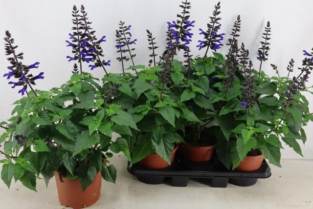<h4>SALVIA LAKE BLUEBERR</h4>