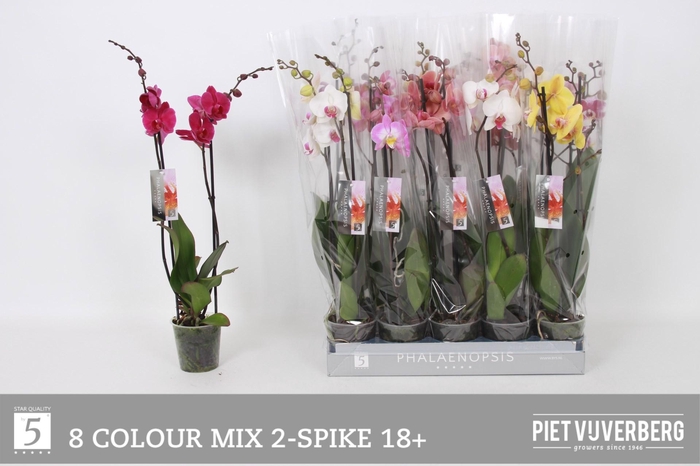 <h4>PHAL GEM 8 KL</h4>