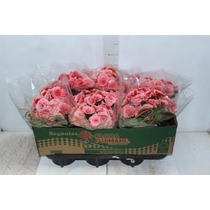BEGONIA BORIAS P15