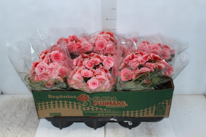 BEGONIA BORIAS P15