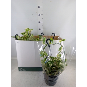 Epipremnum pinn. 'NJoy'