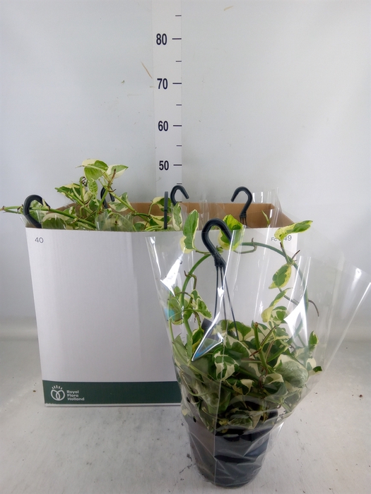 <h4>Epipremnum pinn. 'NJoy'</h4>