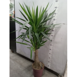 Yucca elephantipes   ...