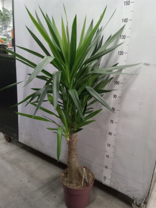 <h4>Yucca elephantipes   ...</h4>