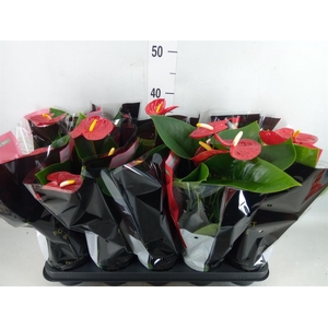 Anthurium andr. 'Royal Champion'