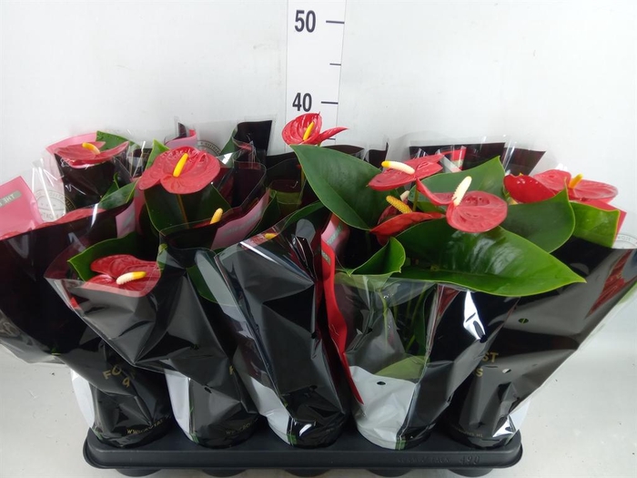 <h4>Anthurium andr. 'Royal Champion'</h4>