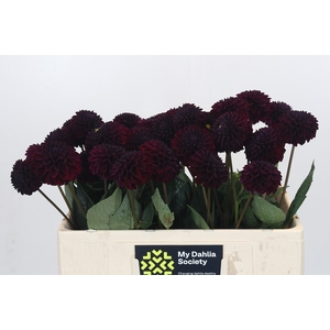 Dahlia Black Lars