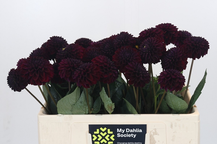 Dahlia Black Lars
