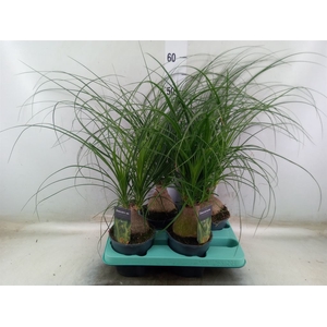 Beaucarnea recurvata
