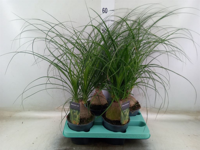 <h4>Beaucarnea recurvata</h4>
