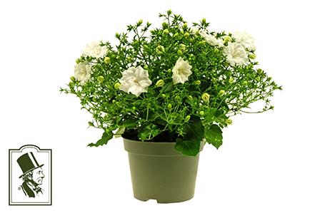 <h4>CAMPANULA-HYBRID p10.5</h4>