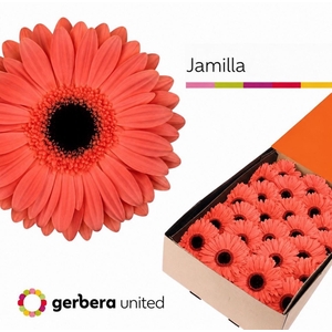Gerbera Jamilla  Doos