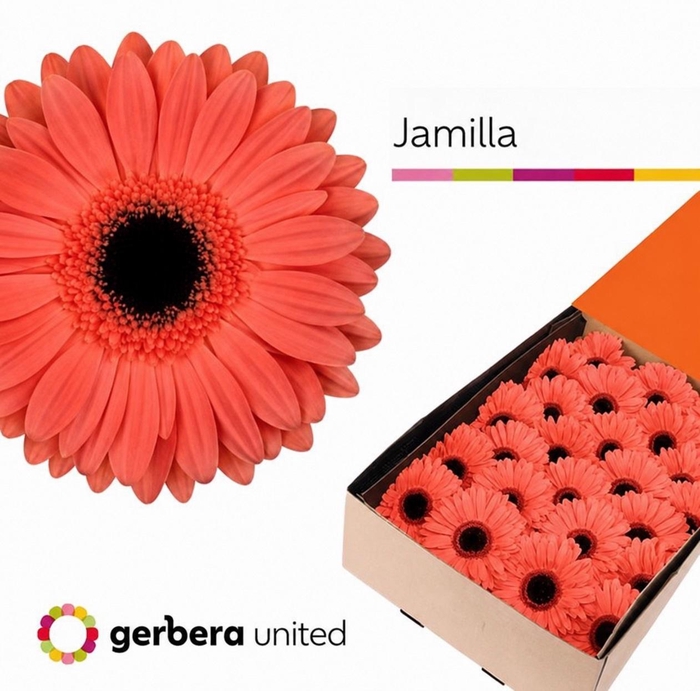 <h4>Gerbera Jamilla  Doos</h4>