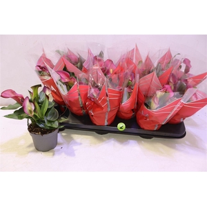 Zant Royal Valentine