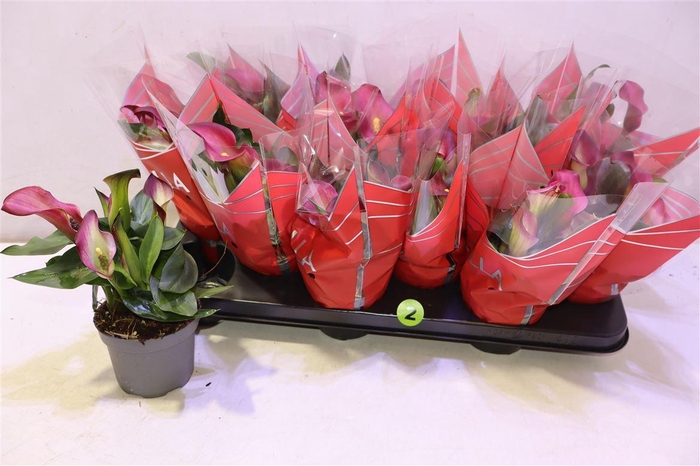 <h4>arr8 Zant Royal Valentine</h4>