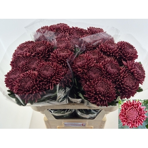 Chrys 1d Bigoudi Red