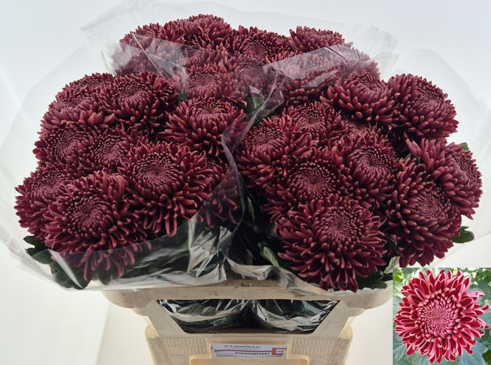 <h4>Chrys 1d Bigoudi Red</h4>