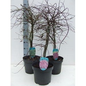 Acer palmatum Dissectum MIX P26