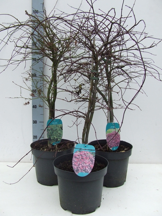 <h4>Acer palmatum Dissectum MIX P26</h4>