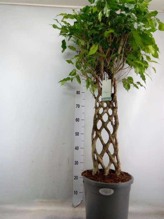 <h4>Ficus benja.   ...special shapes</h4>