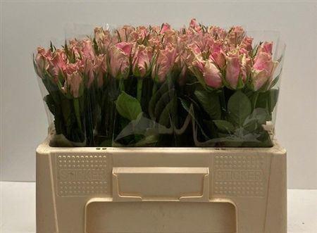 <h4>R Gr Athena Royale</h4>