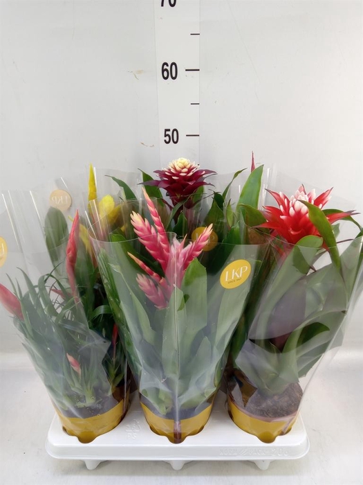 <h4>Bromelia   ...mix 10</h4>