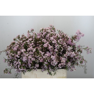 Chamelaucium Dancing Queen